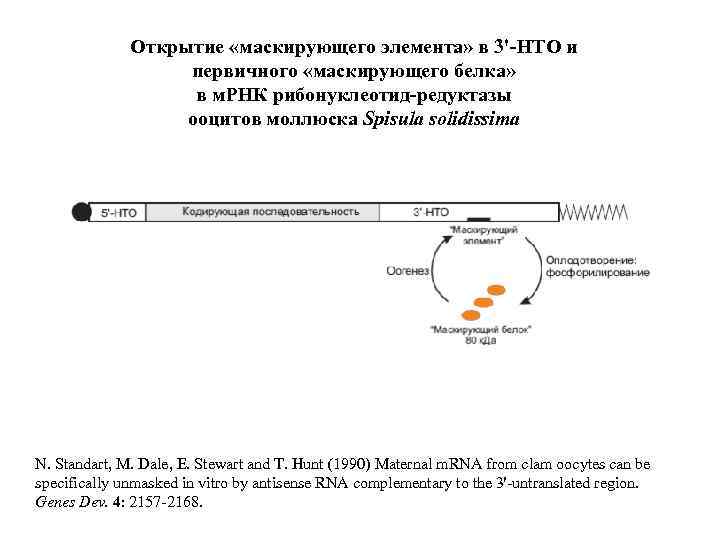 Открытие «маскирующего элемента» в 3'-НТО и первичного «маскирующего белка» в м. РНК рибонуклеотид-редуктазы ооцитов