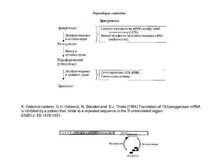 A. Ostareck-Lederer, D. H. Ostareck, N. Standart and B. J. Thiele (1994) Translation of