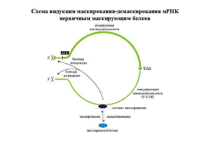 Схема индукции маскирования-демаскирования м. РНК первичным маскирующим белков 