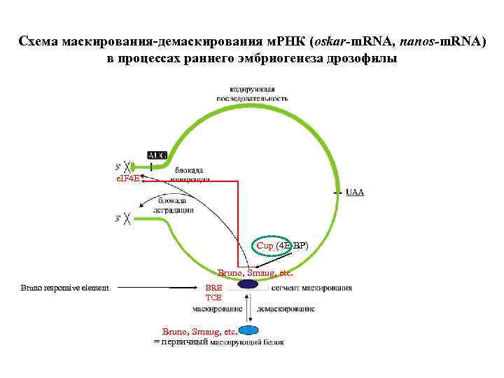 Схема маскирования-демаскирования м. РНК (oskar-m. RNA, nanos-m. RNA) в процессах раннего эмбриогенеза дрозофилы e.