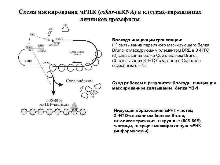 Мрнк продукты