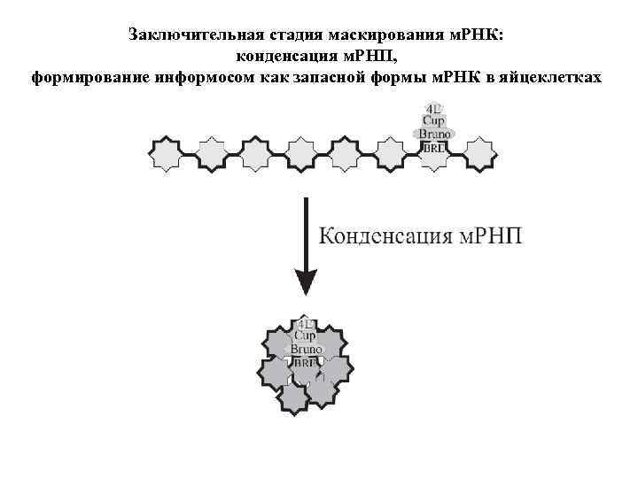 Заключительная стадия маскирования м. РНК: конденсация м. РНП, формирование информосом как запасной формы м.