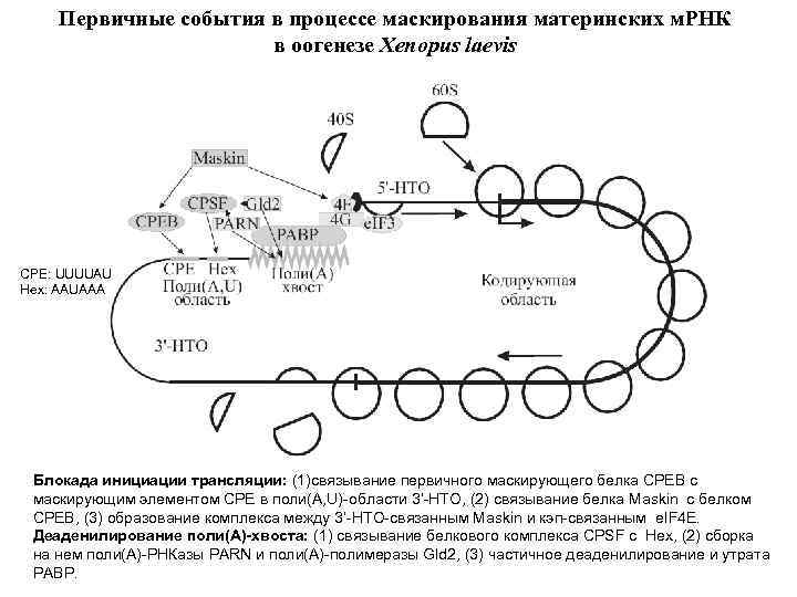 Первичные события в процессе маскирования материнских м. РНК в оогенезе Xenopus laevis CPE: UUUUAU