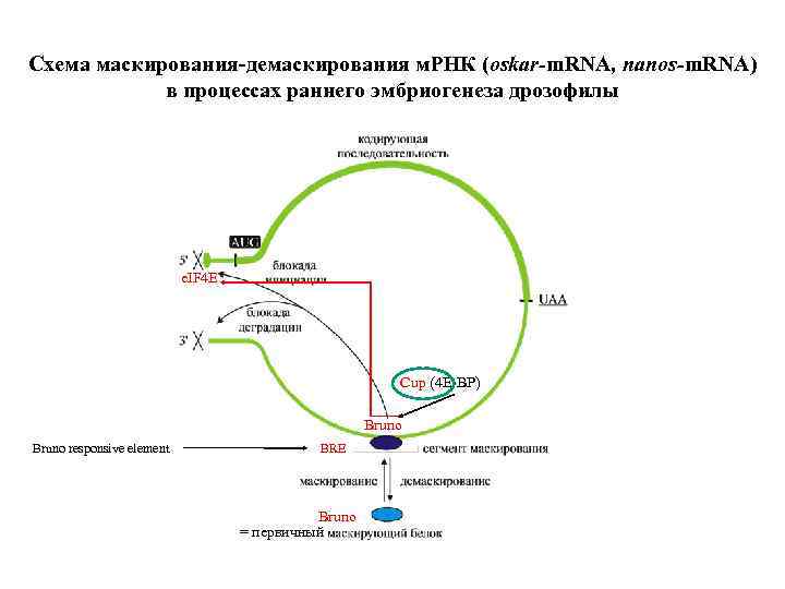 Схема маскирования-демаскирования м. РНК (oskar-m. RNA, nanos-m. RNA) в процессах раннего эмбриогенеза дрозофилы e.