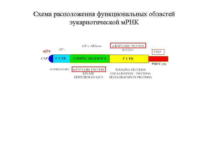 Схема расположения функциональных областей эукариотической м. РНК e. IF 4 