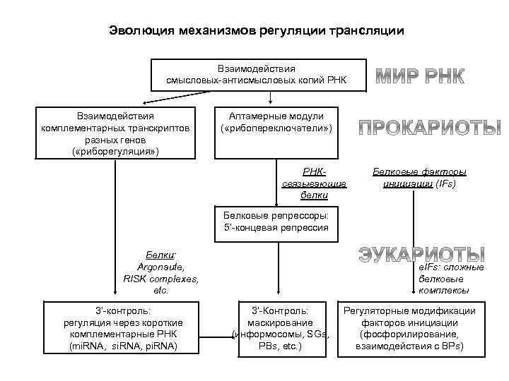 Эволюция механизмов регуляции трансляции Взаимодействия смысловых-антисмысловых копий РНК Взаимодействия комплементарных транскриптов разных генов (