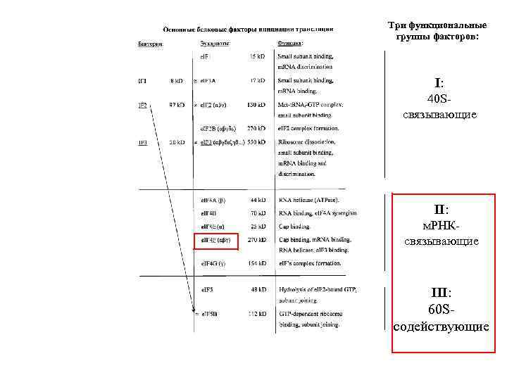Три функциональные группы факторов: I: 40 Sсвязывающие II: м. РНКсвязывающие III: 60 Sсодействующие 