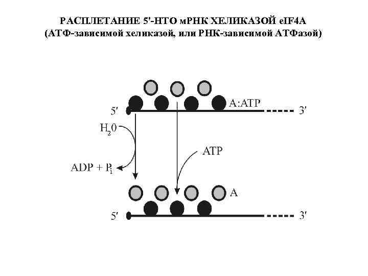 РАСПЛЕТАНИЕ 5'-НТО м. РНК ХЕЛИКАЗОЙ e. IF 4 A (АТФ-зависимой хеликазой, или РНК-зависимой АТФазой)