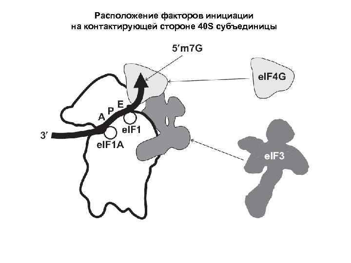 Расположение факторов инициации на контактирующей стороне 40 S субъединицы 