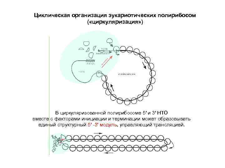 Циклическая организация эукариотических полирибосом ( «циркуляризация» ) В циркуляризованной полирибосоме 5' и 3' НТО