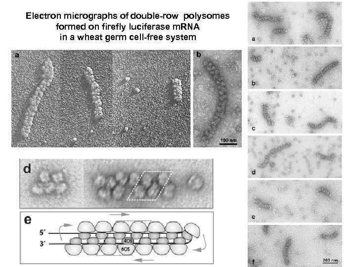 Electron micrographs of double-row polysomes formed on firefly luciferase m. RNA in a wheat