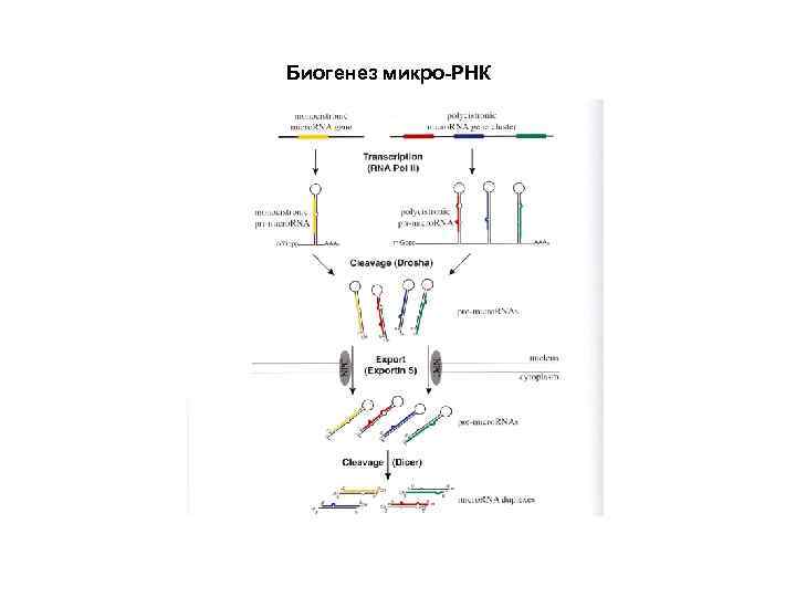 Биогенез микро-РНК 