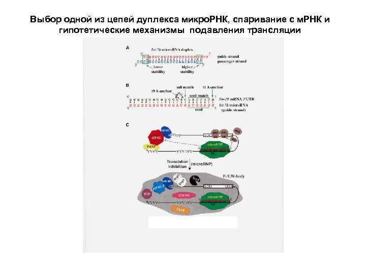 Выбор одной из цепей дуплекса микро. РНК, спаривание с м. РНК и гипотетические механизмы