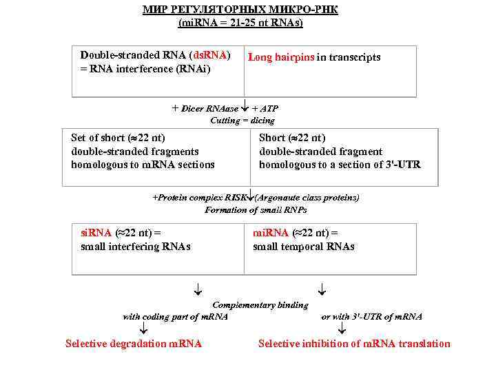 МИР РЕГУЛЯТОРНЫХ МИКРО-РНК (mi. RNA = 21 -25 nt RNAs) Double-stranded RNA (ds. RNA)