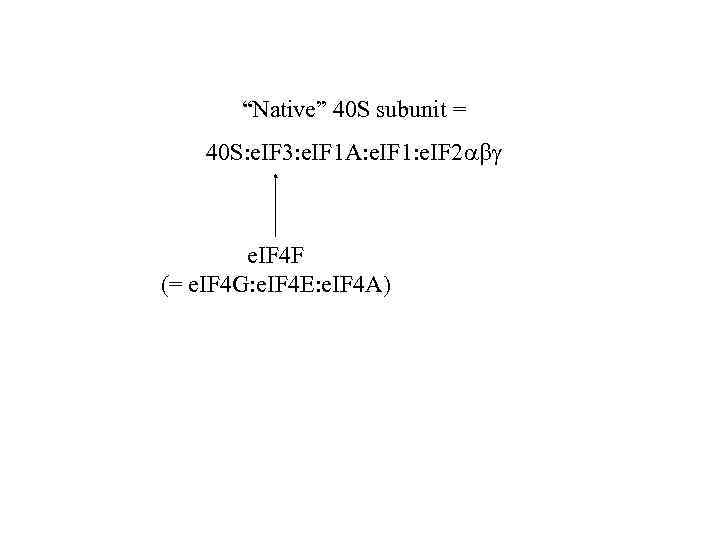 “Native” 40 S subunit = 40 S: e. IF 3: e. IF 1 A: