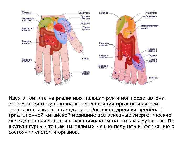 Идея о том, что на различных пальцах рук и ног представлена информация о функциональном