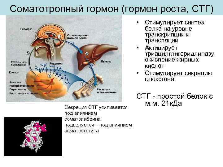 Соматотропный гормон (гормон роста, СТГ) • Стимулирует синтез белка на уровне транскрипции и трансляции