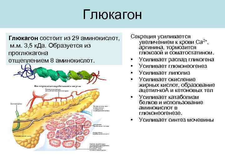 Глюкагон состоит из 29 аминокислот, м. м. 3, 5 к. Да. Образуется из проглюкагона