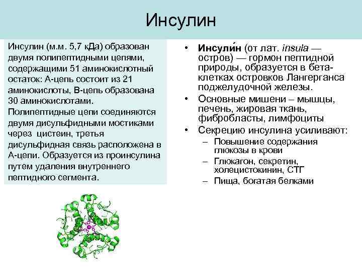 Инсулин (м. м. 5, 7 к. Да) образован двумя полипептидными цепями, содержащими 51 аминокислотный