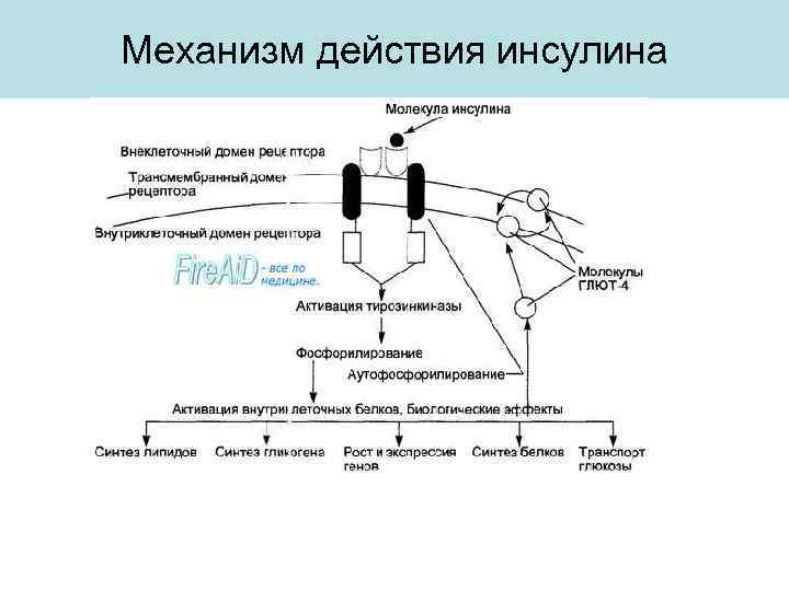 Механизм действия инсулина 