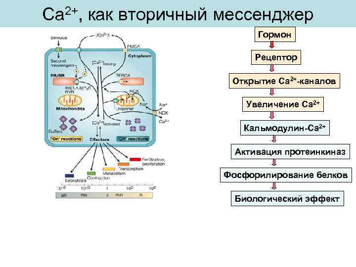 Са 2+, как вторичный мессенджер Гормон Рецептор Открытие Са 2+-каналов Увеличение Са 2+ Кальмодулин-Са