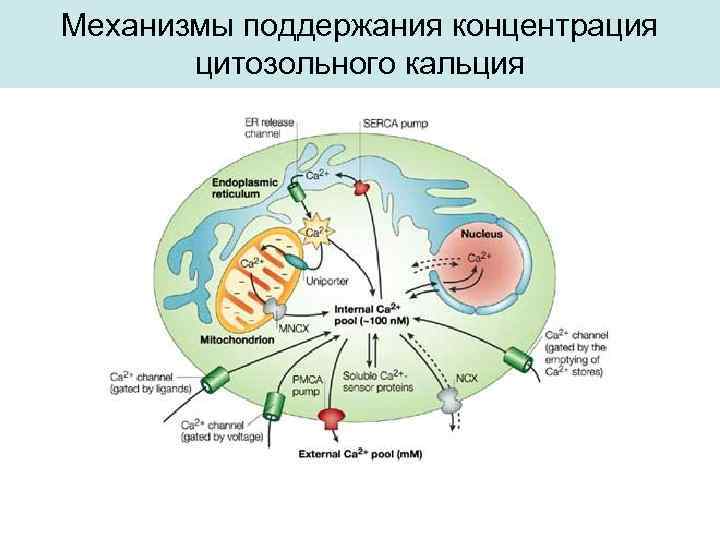 Механизмы поддержания концентрация цитозольного кальция 