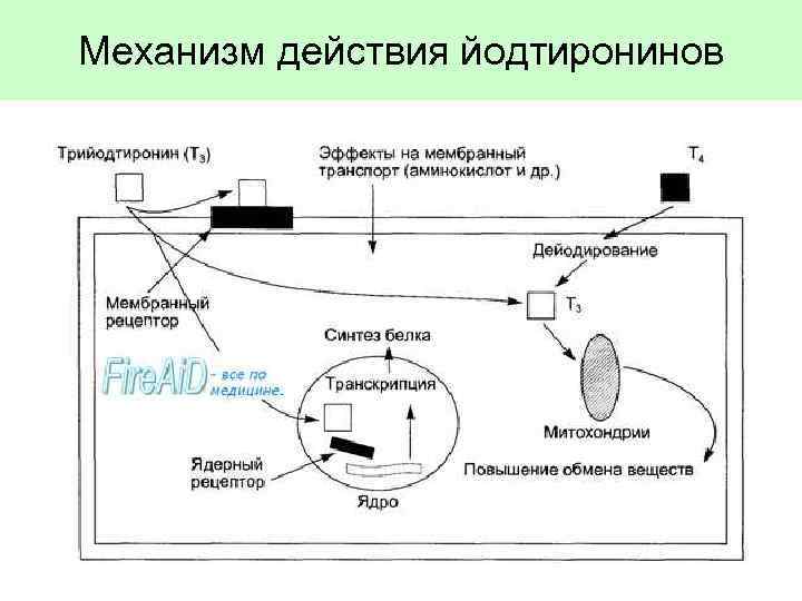 Механизм действия йодтиронинов 