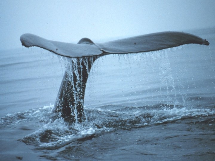 NMFS Information Management 