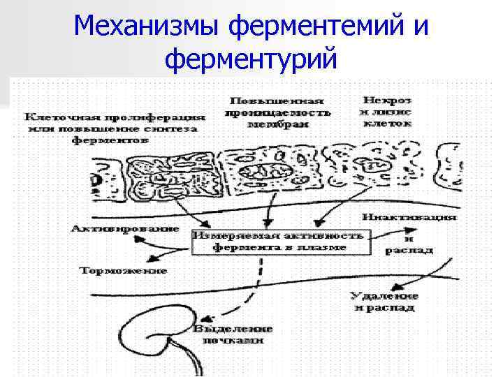 Механизмы ферментемий и ферментурий 08. 02. 2018 
