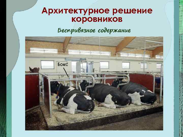 Архитектурное решение коровников Беспривязное содержание Бокс 