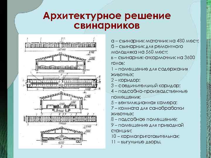 Архитектурное решение свинарников а – свинарник маточник на 480 мест; б – свинарник для