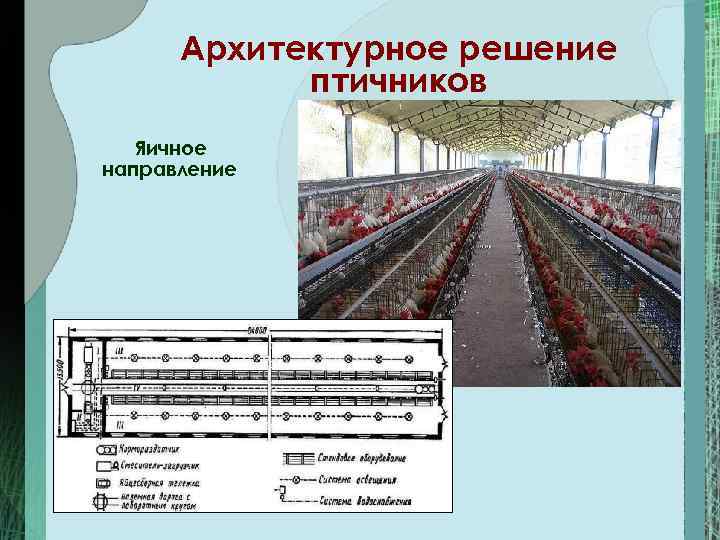 Архитектурное решение птичников Яичное направление 