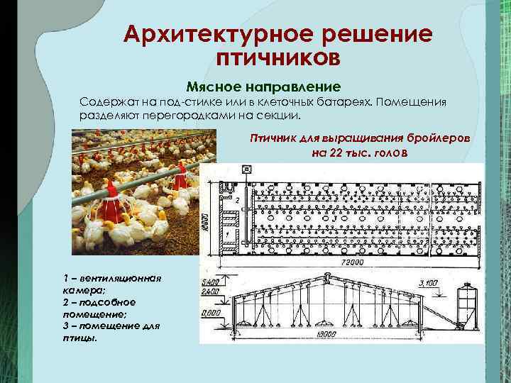 Архитектурное решение птичников Мясное направление Содержат на под стилке или в клеточных батареях. Помещения