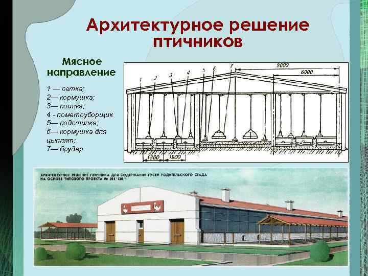 Архитектурное решение птичников Мясное направление 1 — сетка; 2— кормушка; 3— поилка; 4 пометоуборщик