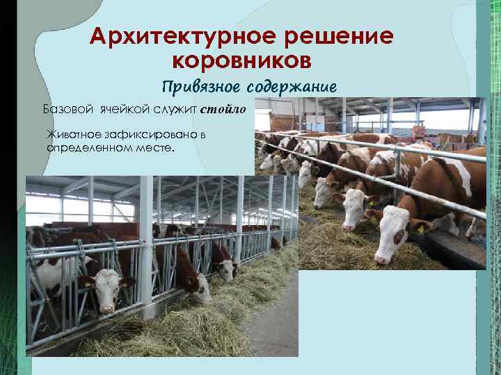 Архитектурное решение коровников Привязное содержание Базовой ячейкой служит стойло Животное зафиксировано в определенном месте.
