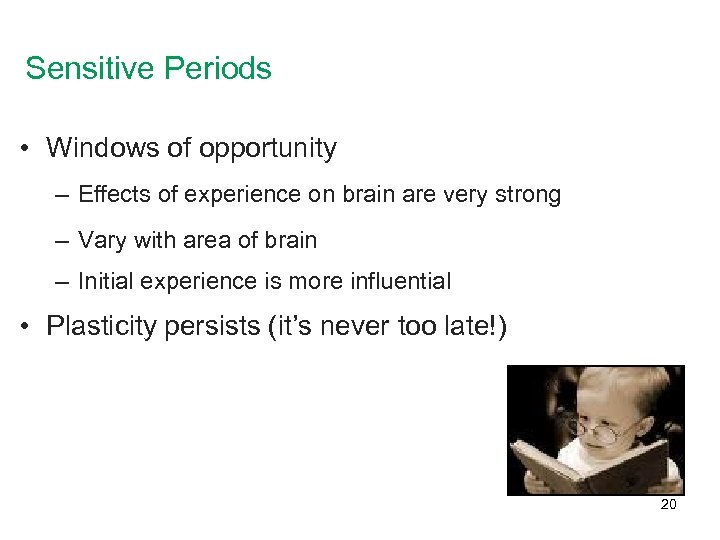 Sensitive Periods • Windows of opportunity – Effects of experience on brain are very