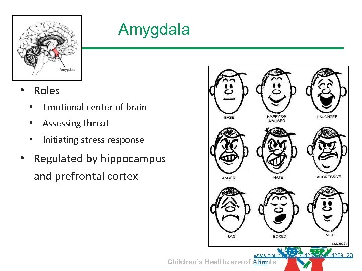 Amygdala • Roles • Emotional center of brain • Assessing threat • Initiating stress