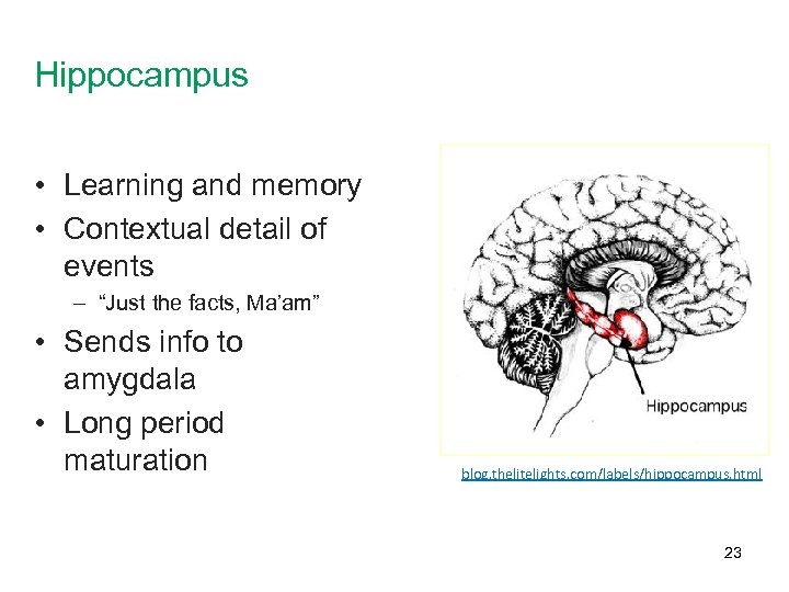 Hippocampus • Learning and memory • Contextual detail of events – “Just the facts,