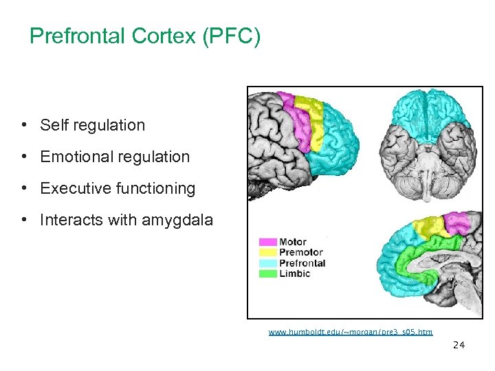 Prefrontal Cortex (PFC) • Self regulation • Emotional regulation • Executive functioning • Interacts