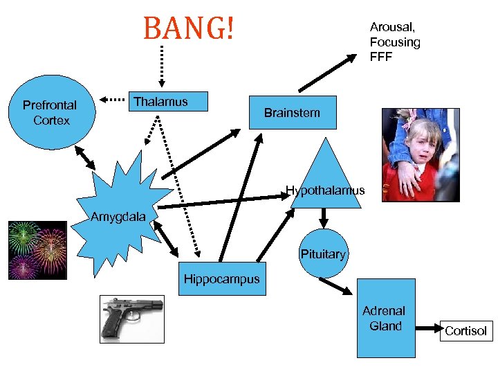 BANG! Prefrontal Cortex Thalamus Arousal, Focusing FFF Brainstem Hypothalamus Amygdala Pituitary Hippocampus Adrenal Gland