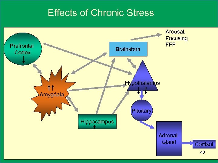 Effects of Chronic Stress Prefrontal Cortex Arousal, Focusing FFF Brainstem Hypothalamus Amygdala Pituitary Hippocampus