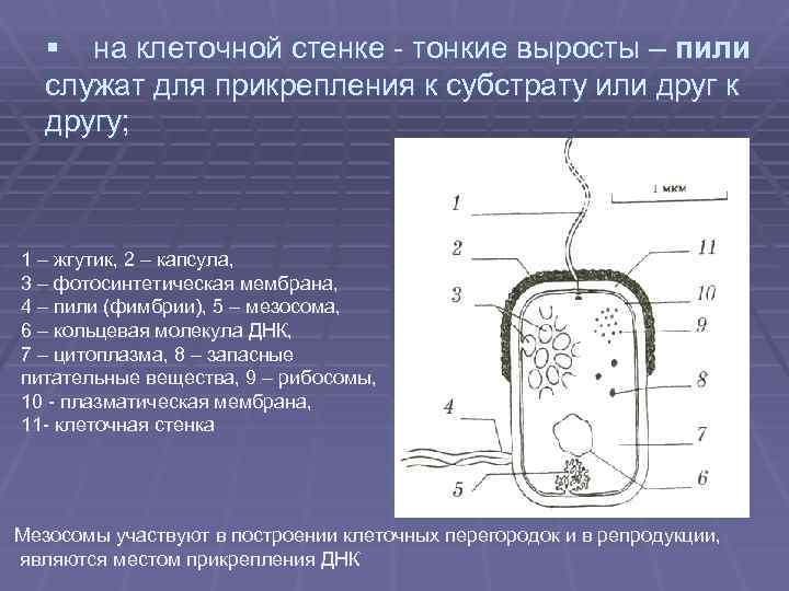 § на клеточной стенке - тонкие выросты – пили служат для прикрепления к субстрату