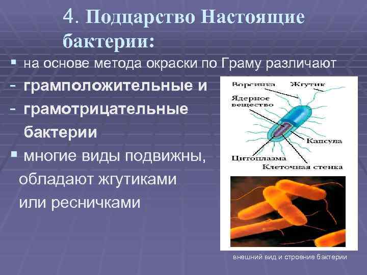 4. Подцарство Настоящие бактерии: § на основе метода окраски по Граму различают - грамположительные