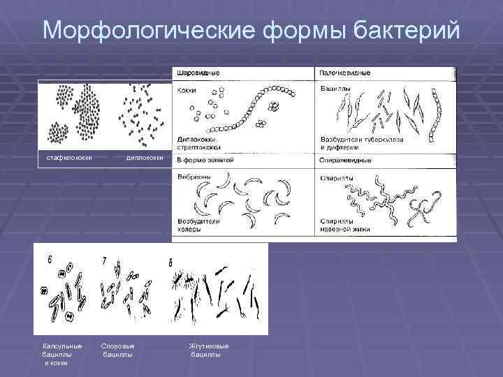 Морфологические формы бактерий стафилококки Капсульные бациллы и кокки диплококки Споровые бациллы Жгутиковые бациллы 