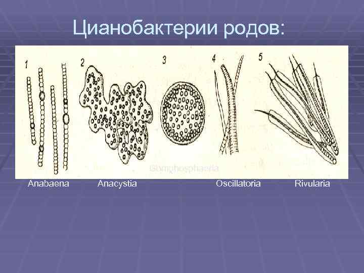Цианобактерии родов: Gomphosphaeria Anabaena Anacystia Oscillatoria Rivularia 