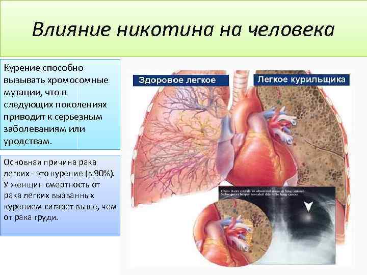 Влияние никотина на человека Курение способно вызывать хромосомные мутации, что в следующих поколениях приводит