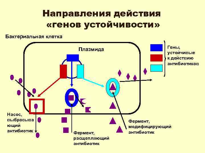 Направления действия «генов устойчивости» Бактериальная клетка Плазмида Насос, выбрасыва ющий антибиотик Фермент, расщепляющий антибиотик