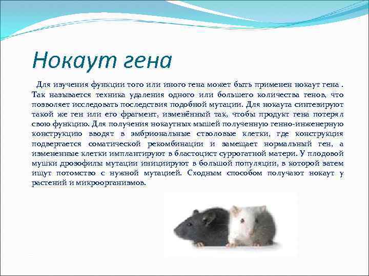 Нокаут гена Для изучения функции того или иного гена может быть применен нокаут гена.