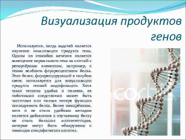 Визуализация продуктов генов Используется, когда задачей является изучение локализации продукта гена. Одним из способов