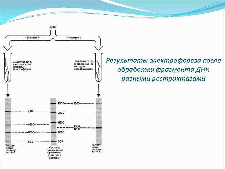 Результаты электрофореза после обработки фрагмента ДНК разными рестриктазами 
